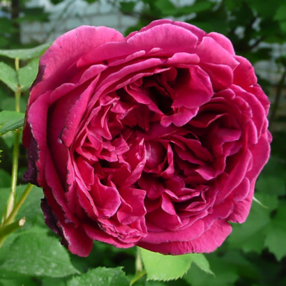 Роза Шекспир <br>(Shakespeare Rose)