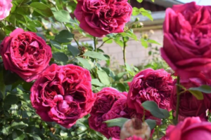Роза Шекспир <br>(Shakespeare Rose)
