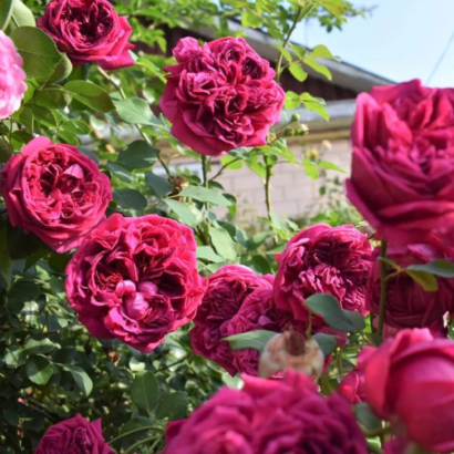 Роза Шекспир <br>(Shakespeare Rose)