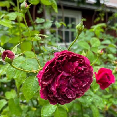 Роза Шекспир <br>(Shakespeare Rose)