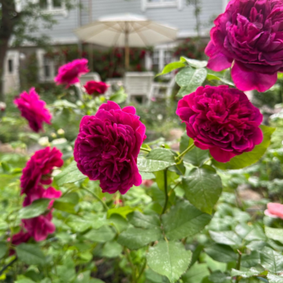 Роза Шекспир <br>(Shakespeare Rose)