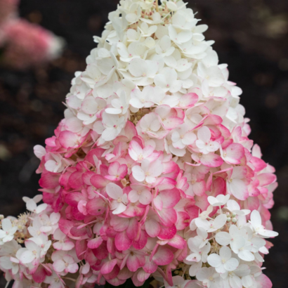 Гортензия Строберри Блоссом (Strawberry Blossom)