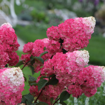 Гортензия Строберри Блоссом (Strawberry Blossom)