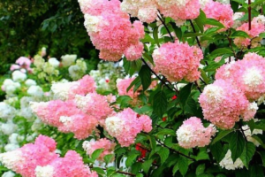 Гортензия Строберри Блоссом (Strawberry Blossom)