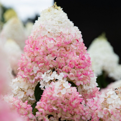 Гортензия Строберри Блоссом (Strawberry Blossom)