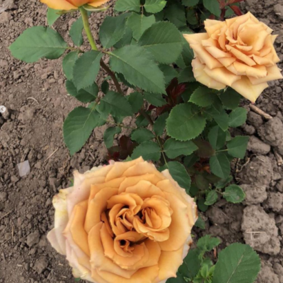 Роза Тоффи <br>(Tofee Rose)