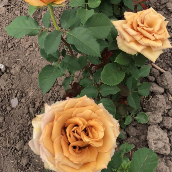 Роза Тоффи <br>(Tofee Rose)