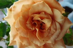 Роза Тоффи (Tofee Rose) купить саженцы в Новосибирске.