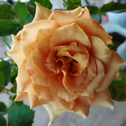 Роза Тоффи (Tofee Rose) купить саженцы в Новосибирске.