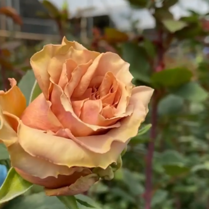 Роза Тоффи <br>(Tofee Rose)