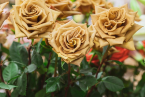 Роза Тоффи <br>(Tofee Rose)