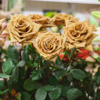 Роза Тоффи <br>(Tofee Rose)