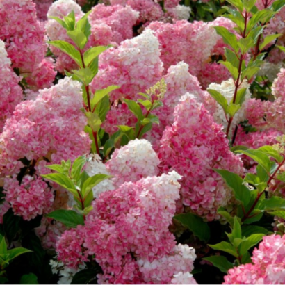 Гортензия Ваниль Фрайз (Vanille Fraise) купить саженцы