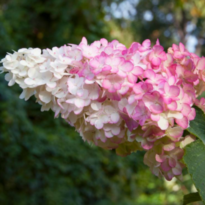 Гортензия Ваниль Фрайз (Vanille Fraise)