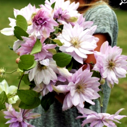 Клематис Виолет Элизабет (Violet Elizabeth)