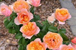Роза Вувузелла (Vuvuzela Rose) купить саженцы в Новосибирске.