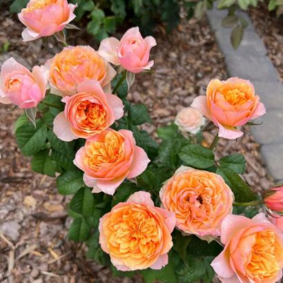 Роза Вувузелла (Vuvuzela Rose) купить саженцы в Новосибирске.