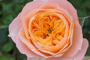 Роза Вувузела <br>(Vuvuzela Rose)