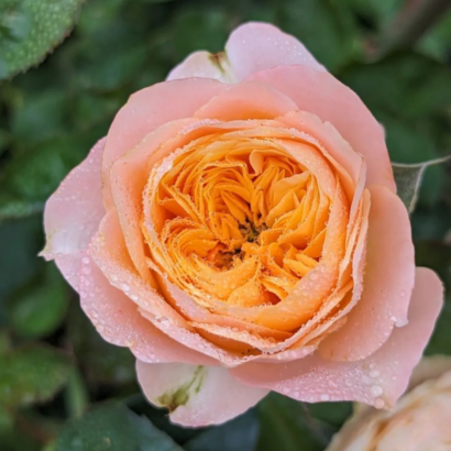 Роза Вувузела <br>(Vuvuzela Rose)