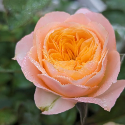 Роза Вувузела <br>(Vuvuzela Rose)
