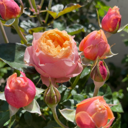 Роза Вувузела <br>(Vuvuzela Rose)