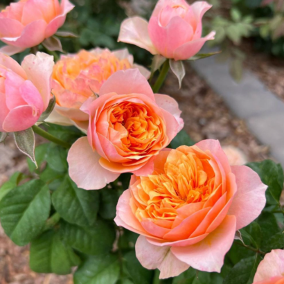Роза Вувузела <br>(Vuvuzela Rose)