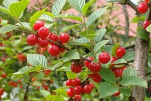 Алиса, саженцы вишни (Войлочная)
