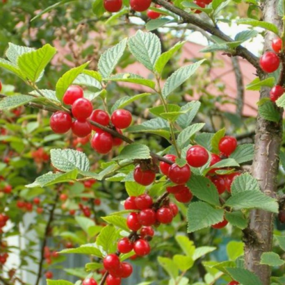 Алиса, саженцы вишни (Войлочная)