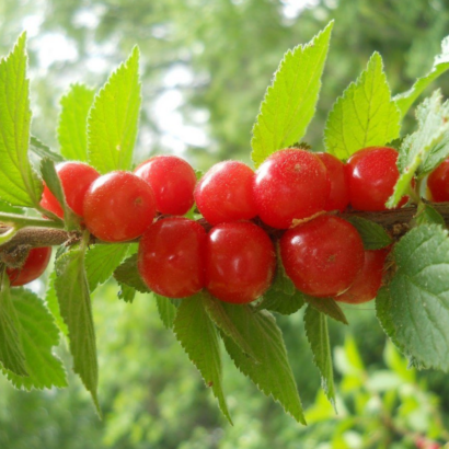 Алиса, саженцы вишни (Войлочная)