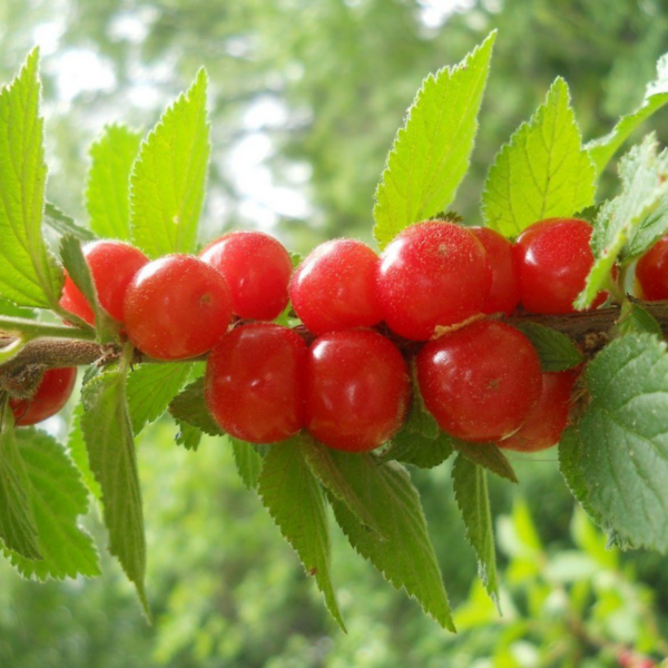 Алиса, саженцы вишни (Войлочная)