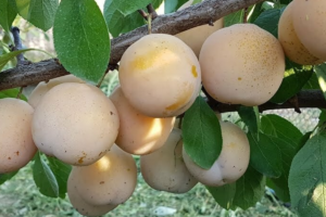 Слива Анжелина белая, саженцы