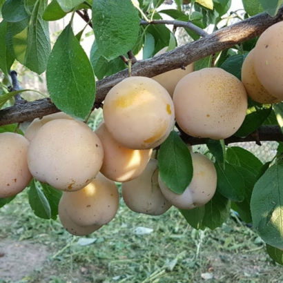 Слива Анжелина белая, саженцы