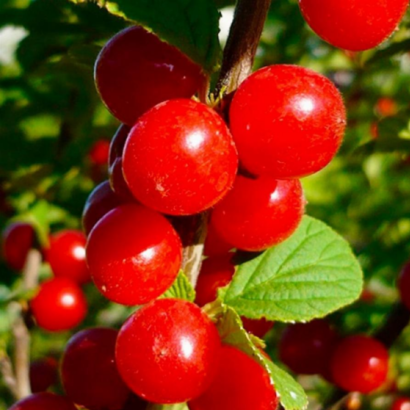 Царевна, саженцы вишни (Войлочная)