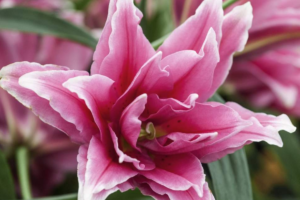 Лилия Роузлили Елена <br>(Roselily Elena)