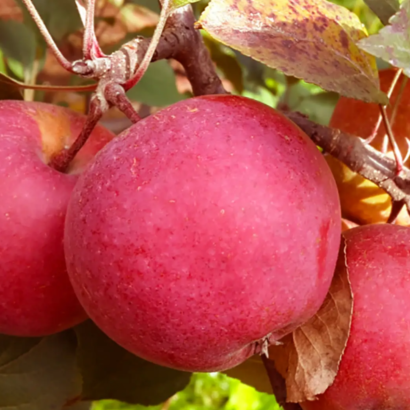 Яблоня Эра (Швейцарской Селекции), cаженцы