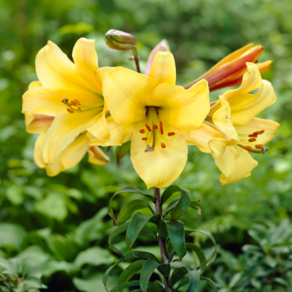 Лилия Голден Сплендор <br>(Lilium Golden Splendour)