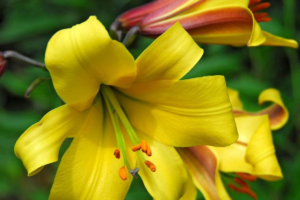 Лилия Голден Сплендор (Lilium Golden Splendour) купить Саженцы (луковицы) в Новосибирске.