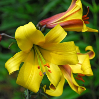 Лилия Голден Сплендор (Lilium Golden Splendour) купить Саженцы (луковицы) в Новосибирске.