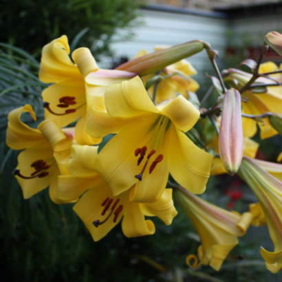 Лилия Голден Сплендор <br>(Lilium Golden Splendour)