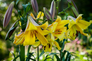 Лилия Голден Сплендор <br>(Lilium Golden Splendour)