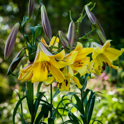 Лилия Голден Сплендор <br>(Lilium Golden Splendour)