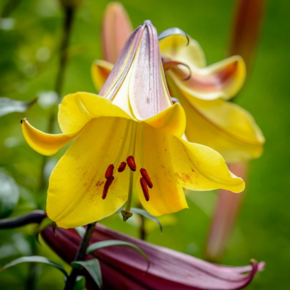 Лилия Голден Сплендор <br>(Lilium Golden Splendour)