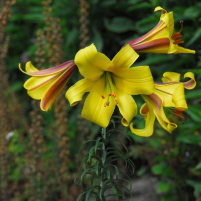 Лилия Голден Сплендор <br>(Lilium Golden Splendour)