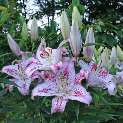 Лилия Солюшн <br>(Lilium Solution)