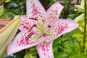 Лилия Солюшн (Lilium Solution) купить саженцы в Новосибирске.