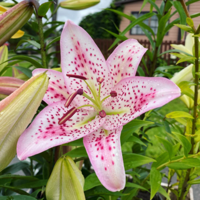 Лилия Солюшн (Lilium Solution) купить саженцы в Новосибирске.