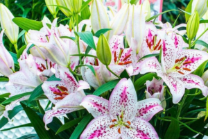 Лилия Солюшн <br>(Lilium Solution)
