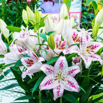 Лилия Солюшн <br>(Lilium Solution)