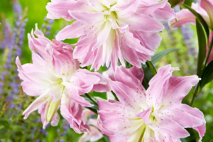 Лилия Лотус Элеганс (Lotus elegance) купить Саженцы в Новосибирске.