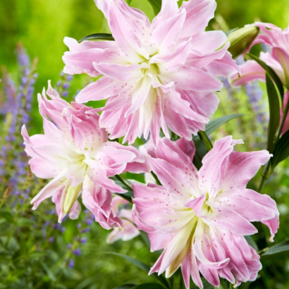 Лилия Лотус Элеганс (Lotus elegance) купить Саженцы в Новосибирске.